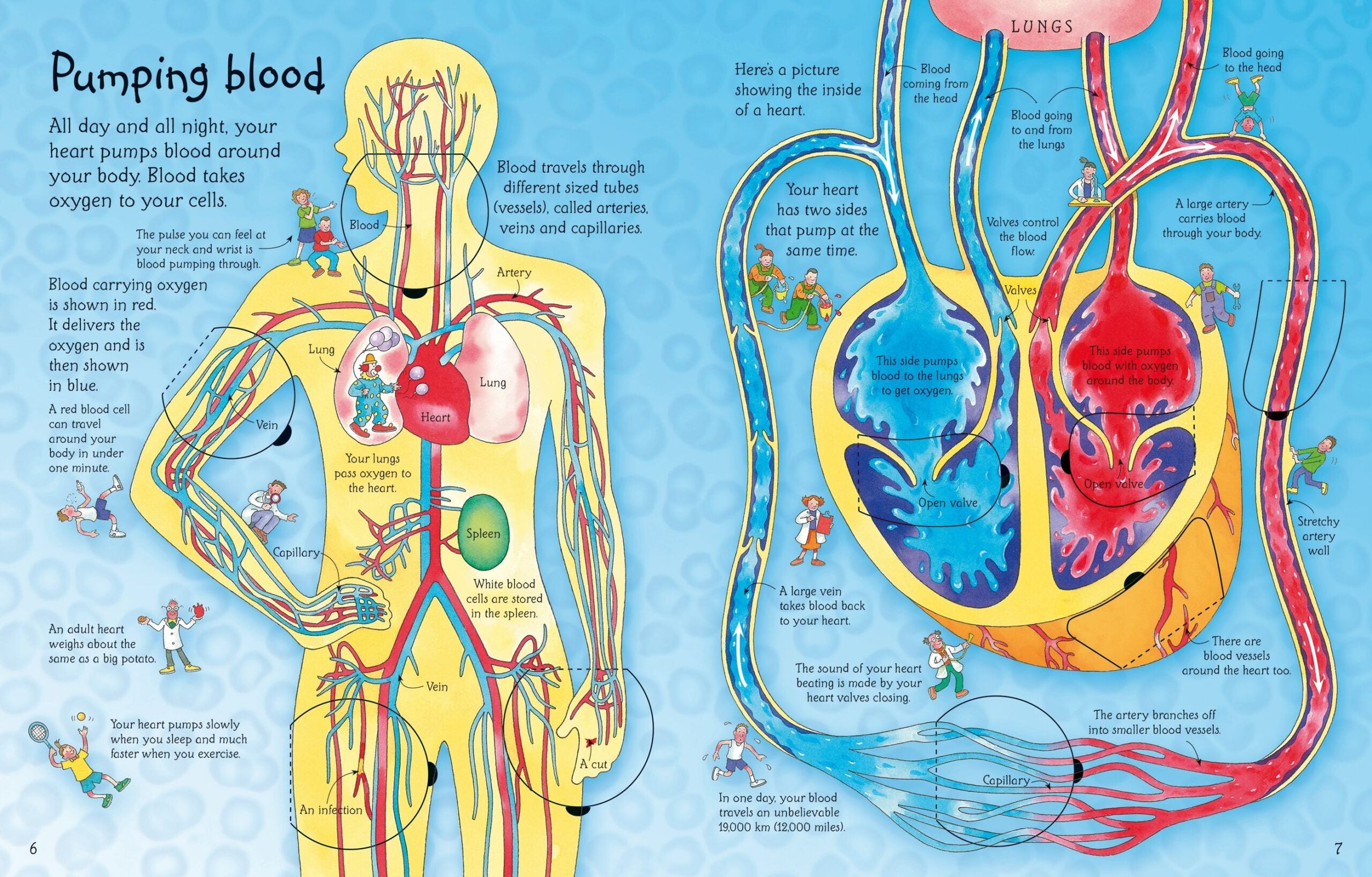 Carte pentru copii - See Inside Your Body