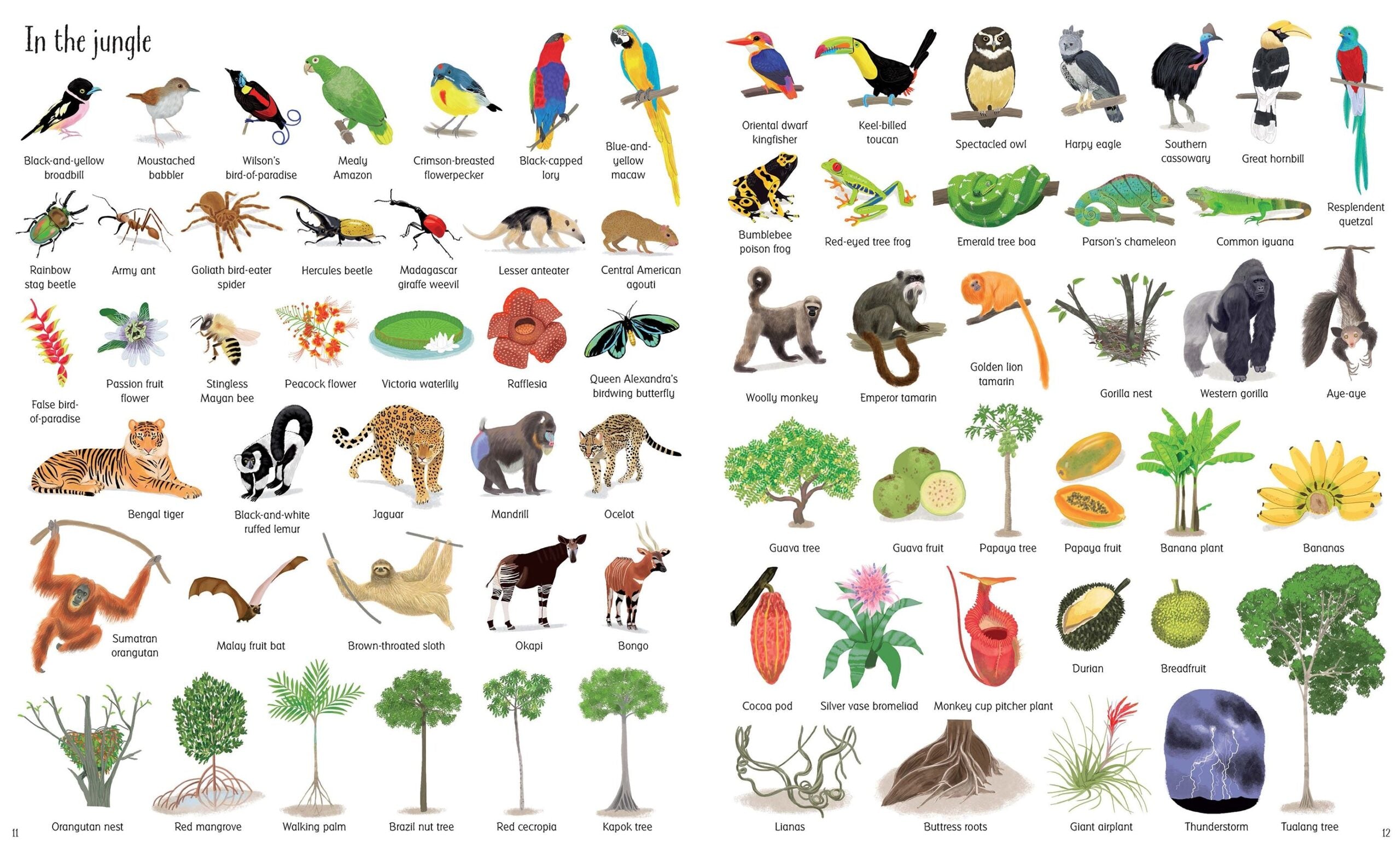 Carte pentru copii - 1000 THINGS IN NATURE