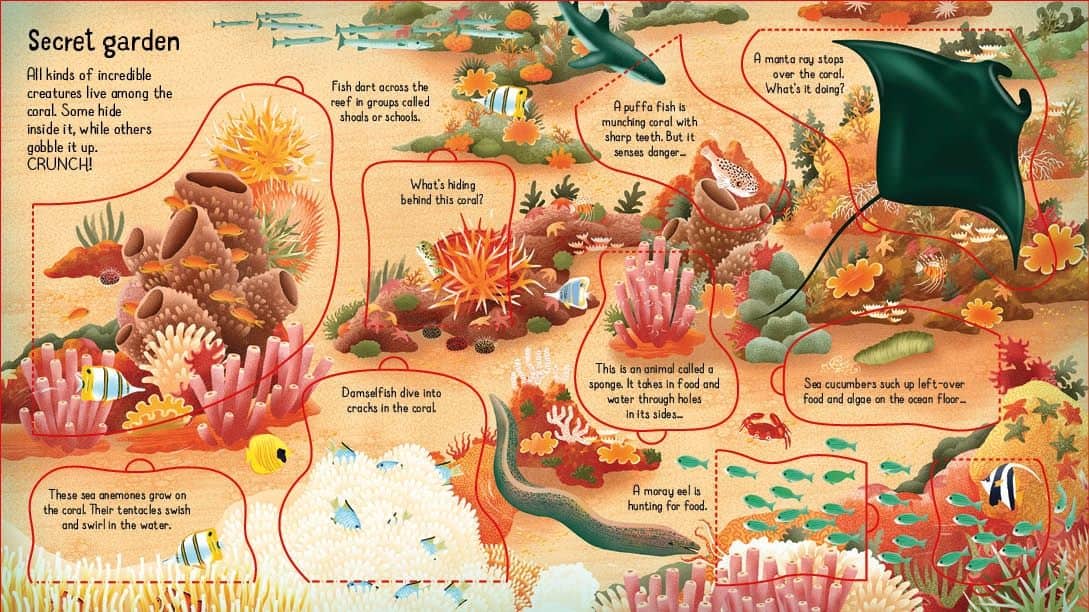 Look inside a Coral Reef