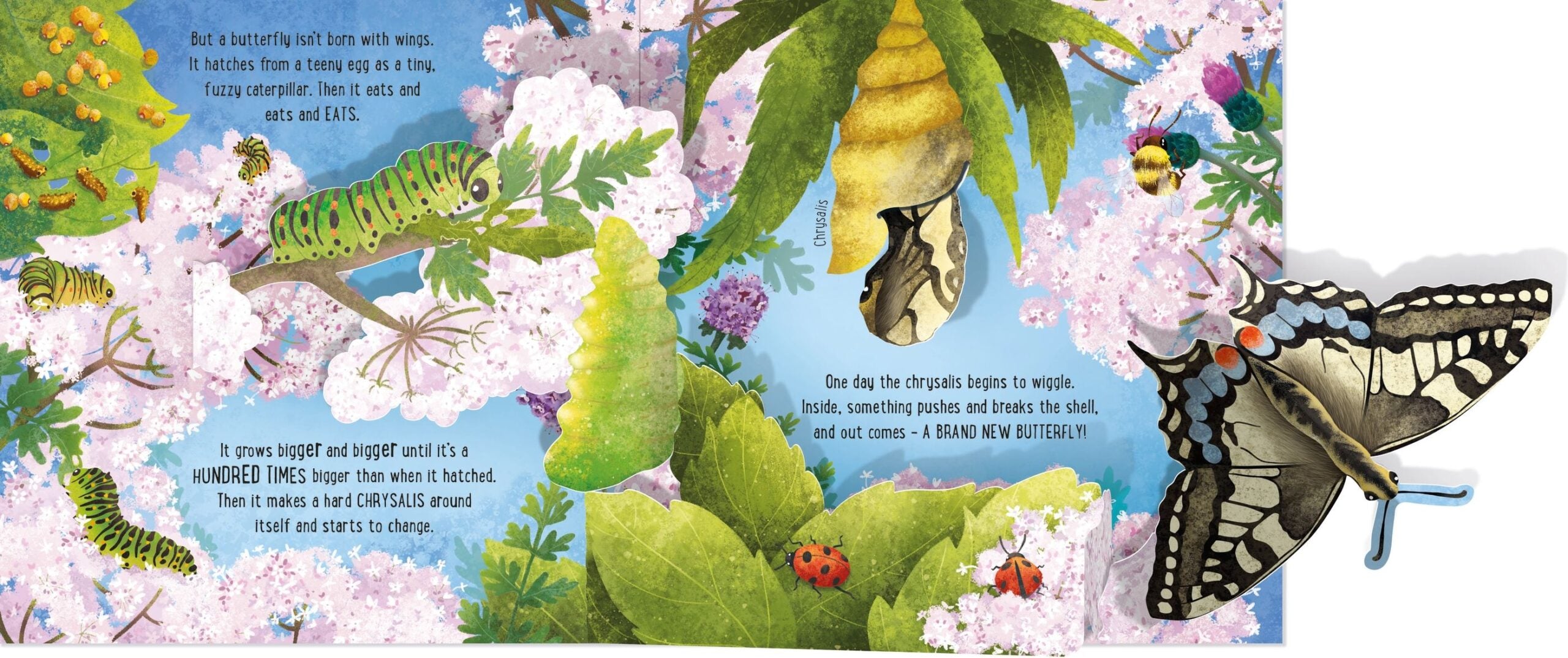 Carte Pop-Up Butterflies