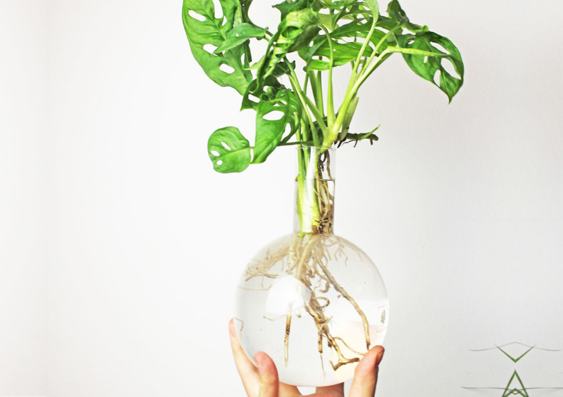 Vaza Hydro Flora