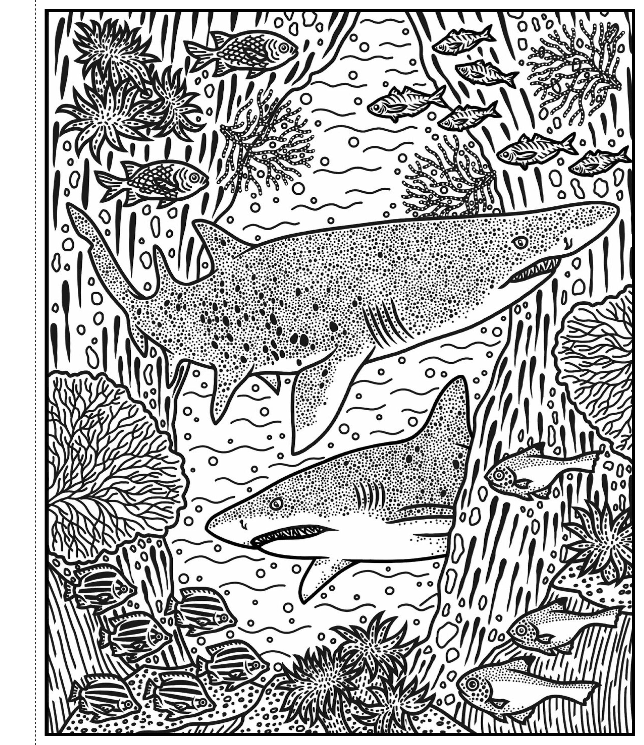 Sharks Magic Painting Book, Usborne, + 3 ani