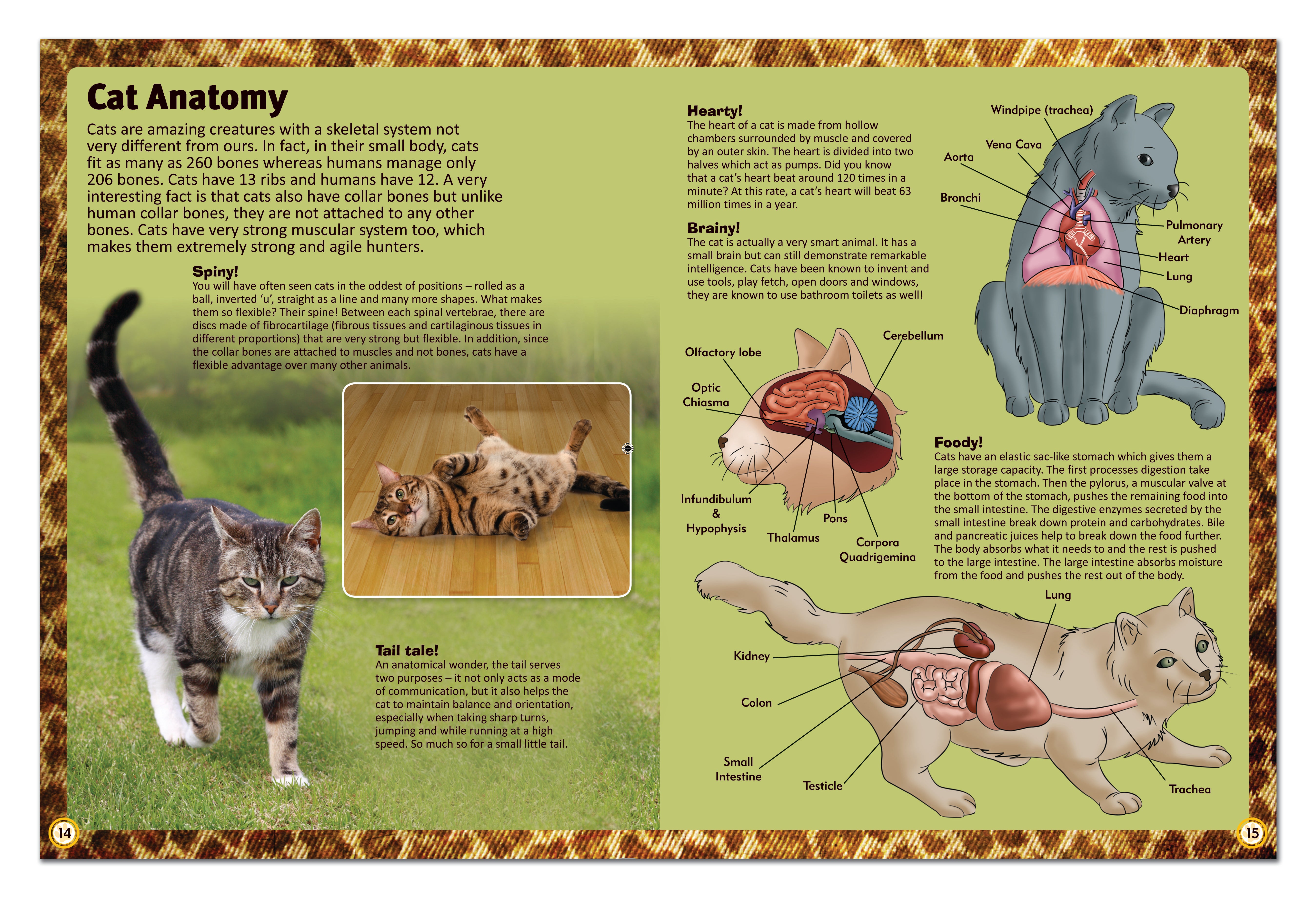 128PP OMNIBUS - ENCYLOPEDIA OF CATS