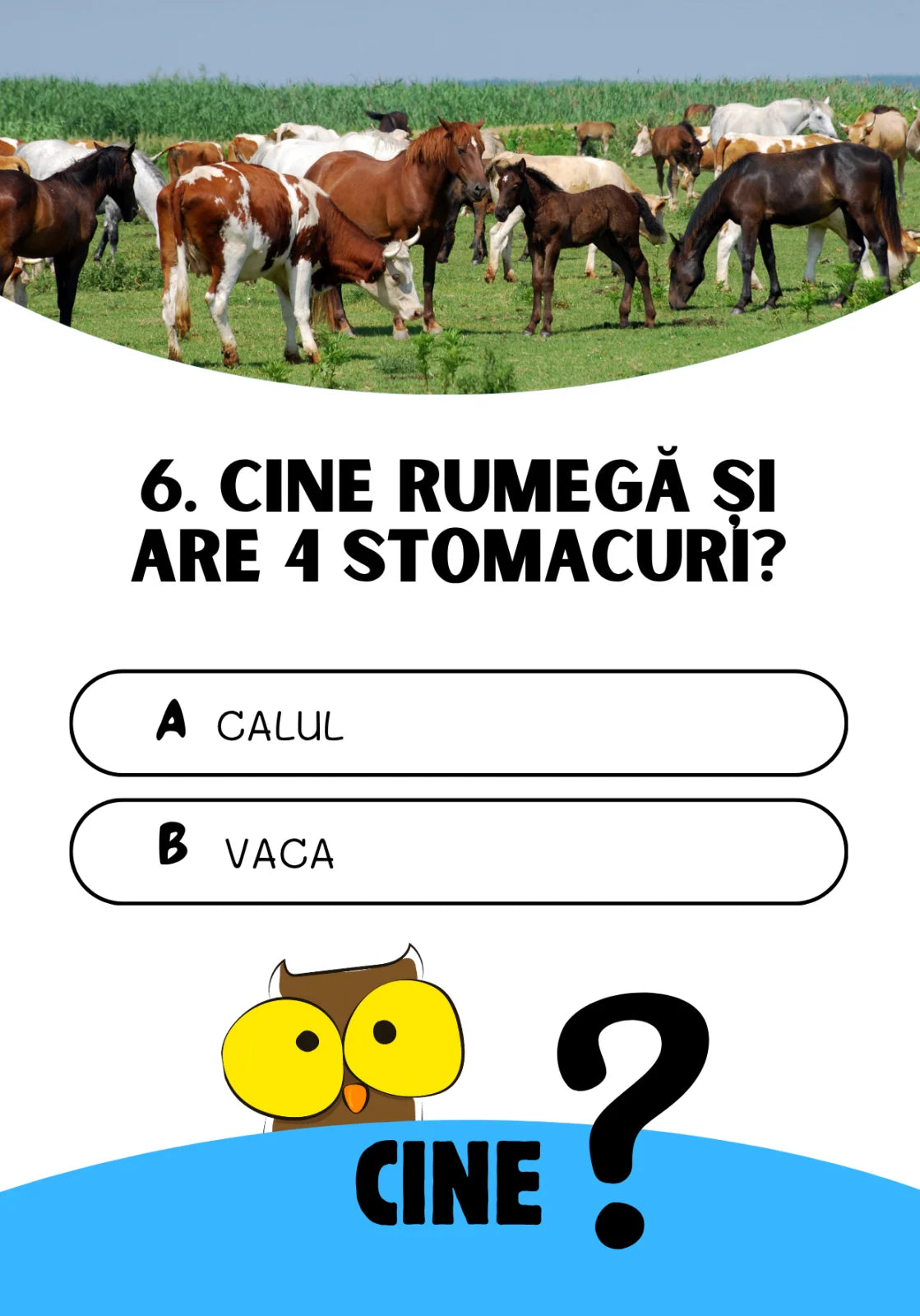Saculetul cu jocuri - CINE? CE? CUM? Joc de cultura generala, 7 + ani, Funlandia